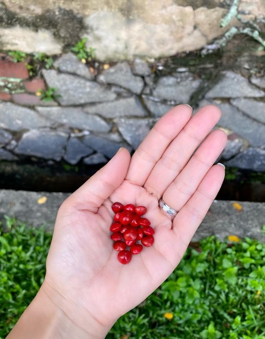 サガの実 ～ 真っ赤な自然の宝石 | Singapore Style